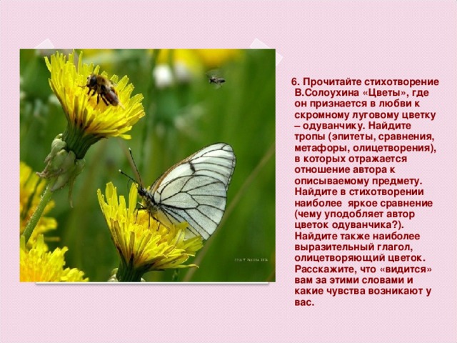 6. Прочитайте стихотворение В.Солоухина «Цветы», где он признается в любви к скромному луговому цветку – одуванчику. Найдите тропы (эпитеты, сравнения, метафоры, олицетворения), в которых отражается отношение автора к описываемому предмету. Найдите в стихотворении наиболее яркое сравнение (чему уподобляет автор цветок одуванчика?). Найдите также наиболее выразительный глагол, олицетворяющий цветок. Расскажите, что «видится» вам за этими словами и какие чувства возникают у вас.