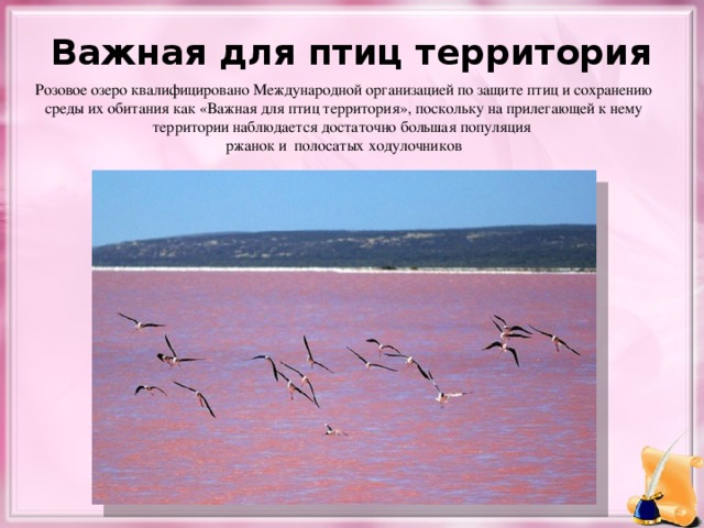 Важная для птиц территория Розовое озеро квалифицировано Международной организацией по защите птиц и сохранению среды их обитания как «Важная для птиц территория», поскольку на прилегающей к нему территории наблюдается достаточно большая популяция ржанок и полосатых ходулочников