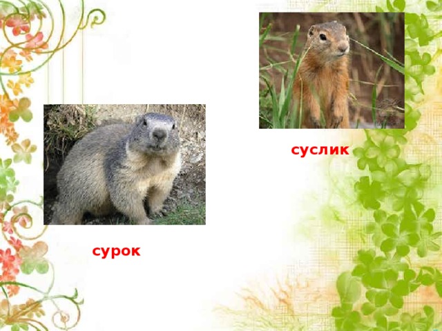 суслик сурок