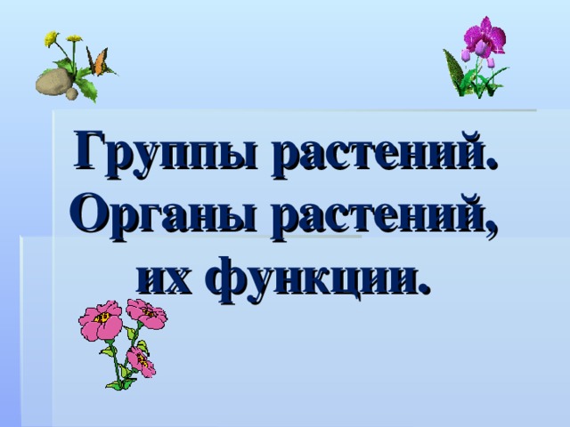 Группы растений.  Органы растений, их функции.