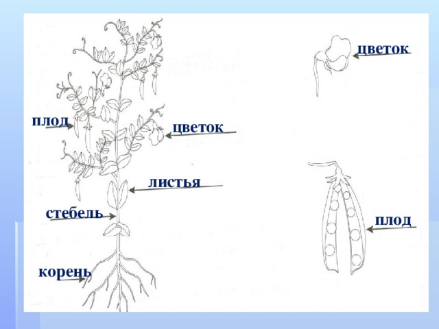цветок плод цветок листья стебель плод корень