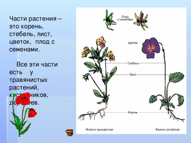 Части растения – это корень , стебель, лист, цветок, плод с семенами.  Все эти части есть  у травянистых растений , кустарников, деревьев.