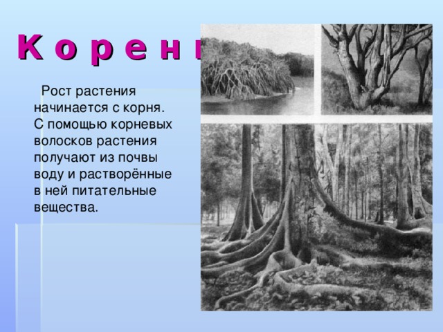 К о р е н ь  Рост растения начинается с корня. С помощью корневых волосков растения получают из почвы воду и растворённые в ней питательные вещества.