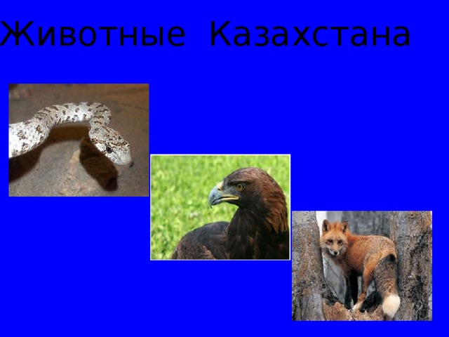 Животные Казахстана