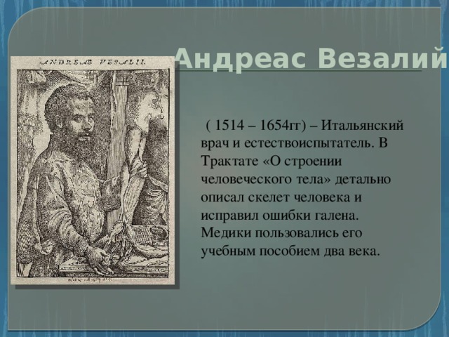 Андреас Везалий  ( 1514 – 1654гг) – Итальянский врач и естествоиспытатель. В Трактате «О строении человеческого тела» детально описал скелет человека и исправил ошибки галена. Медики пользовались его учебным пособием два века.