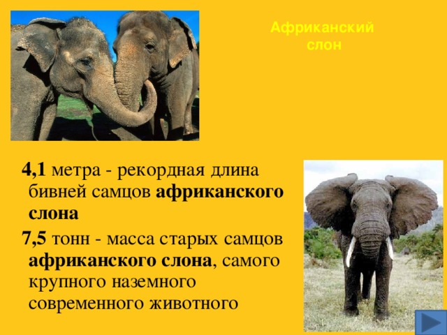 Африканский  слон  4,1  метра - рекордная длина бивней самцов африканского слона   7,5  тонн - масса старых самцов африканского слона , самого крупного наземного современного животного