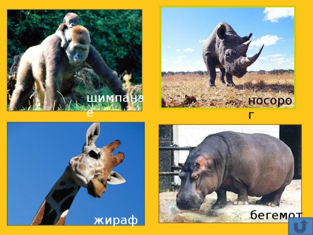 шимпанзе носорог бегемот жираф