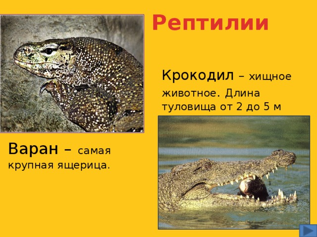 Рептилии Крокодил – хищное животное .  Длина туловища от 2 до 5 м Варан –  самая крупная ящерица.