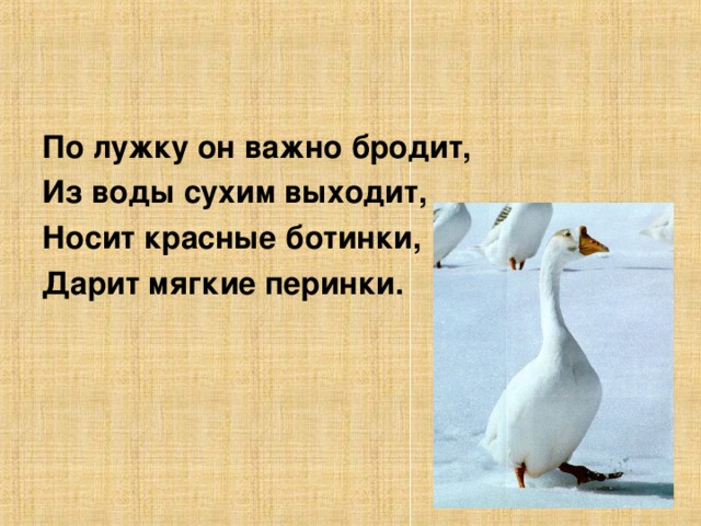 По лужку он важно бродит, Из воды сухим выходит, Носит красные ботинки, Дарит мягкие перинки.