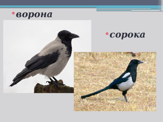 ворона сорока