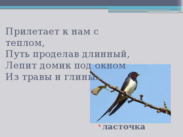 Прилетает к нам с теплом,  Путь проделав длинный,  Лепит домик под окном  Из травы и глины.