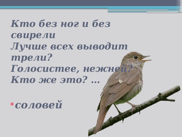 Кто без ног и без свирели  Лучше всех выводит трели?  Голосистее, нежней?  Кто же это? …