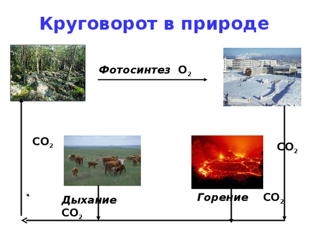 Круговорот в природе     Фотосинтез O 2 CO 2 CO 2 Горение CO 2  Дыхание CO 2