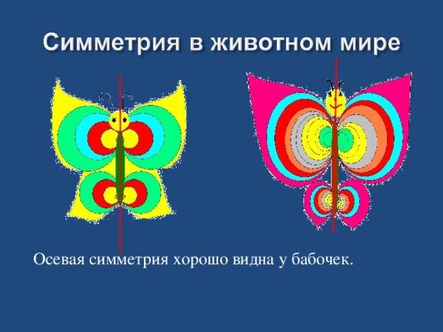Осевая симметрия хорошо видна у бабочек.