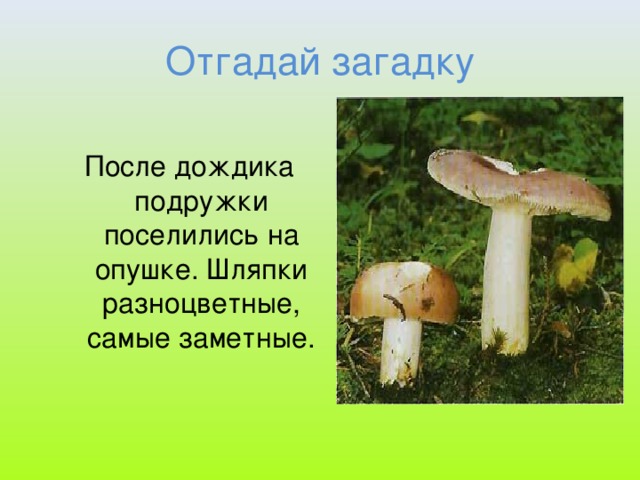 Отгадай загадку После дождика подружки поселились на опушке. Шляпки разноцветные, самые заметные.