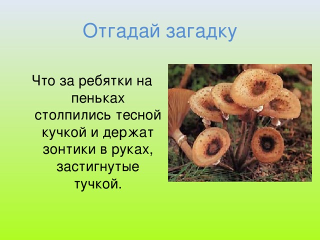 Отгадай загадку Что за ребятки на пеньках столпились тесной кучкой и держат зонтики в руках, застигнутые тучкой.