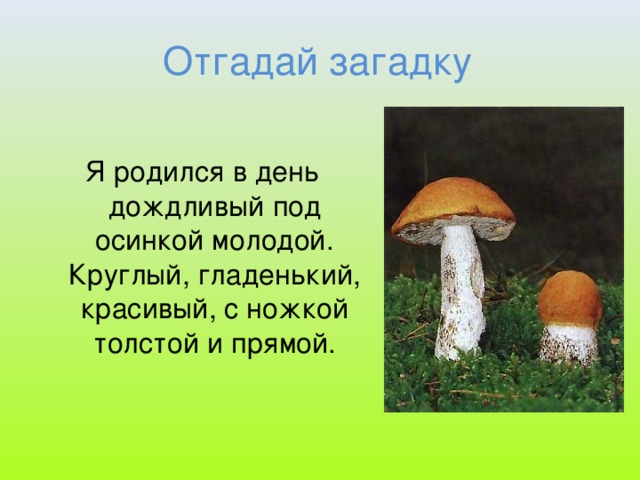 Отгадай загадку Я родился в день дождливый под осинкой молодой. Круглый, гладенький, красивый, с ножкой толстой и прямой.