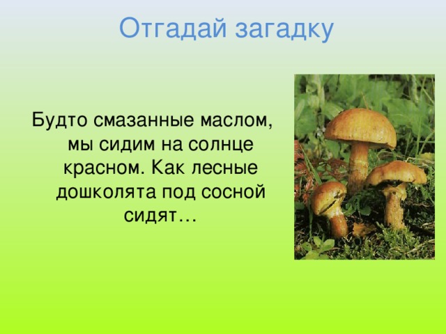 Отгадай загадку Будто смазанные маслом, мы сидим на солнце красном. Как лесные дошколята под сосной сидят…