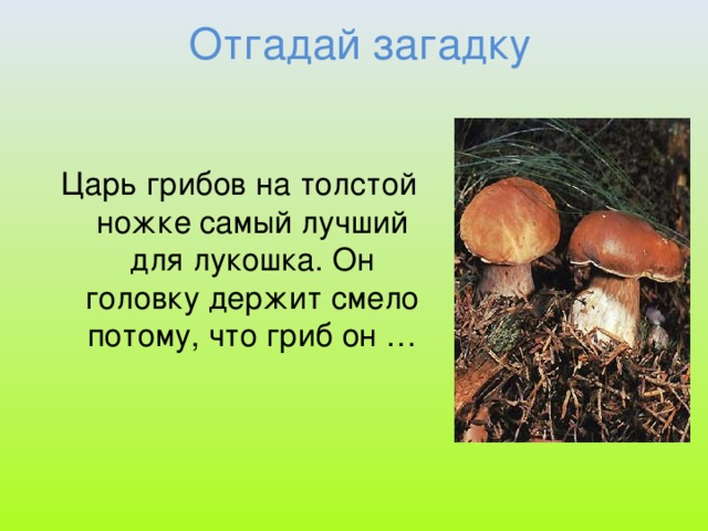 Отгадай загадку Царь грибов на толстой ножке самый лучший для лукошка. Он головку держит смело потому, что гриб он …