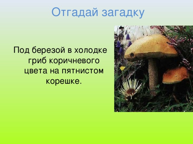 Отгадай загадку Под березой в холодке гриб коричневого цвета на пятнистом корешке.