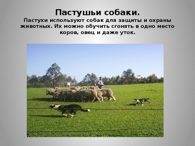 Пастушьи собаки.  Пастухи используют собак для защиты и охраны животных. Их можно обучить сгонять в одно место коров, овец и даже уток.
