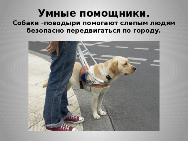 Умные помощники.  Собаки -поводыри помогают слепым людям безопасно передвигаться по городу.