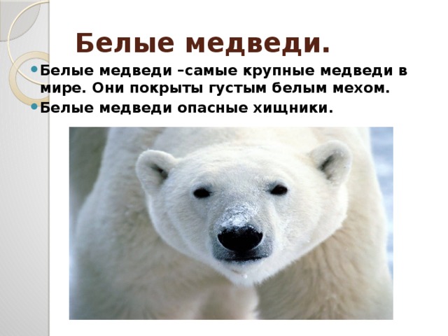 Белые медведи.