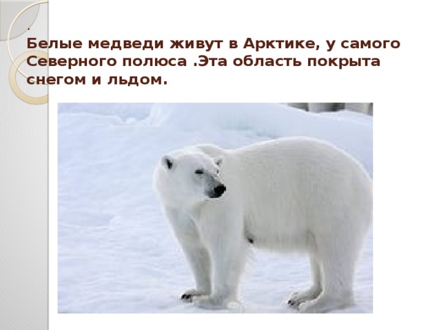 .  Белые медведи живут в Арктике, у самого Северного полюса .Эта область покрыта снегом и льдом.