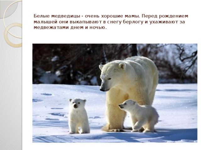 Белые медведицы - очень хорошие мамы. Перед рождением малышей они выкапывают в снегу берлогу и ухаживают за медвежатами днем и ночью.
