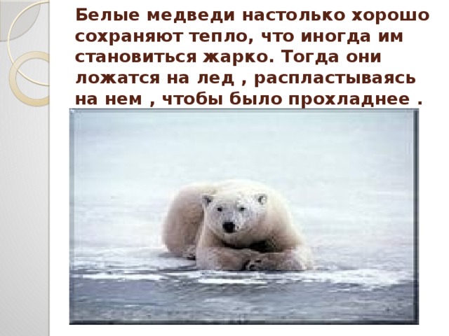 Белые медведи настолько хорошо сохраняют тепло, что иногда им становиться жарко. Тогда они ложатся на лед , распластываясь на нем , чтобы было прохладнее .