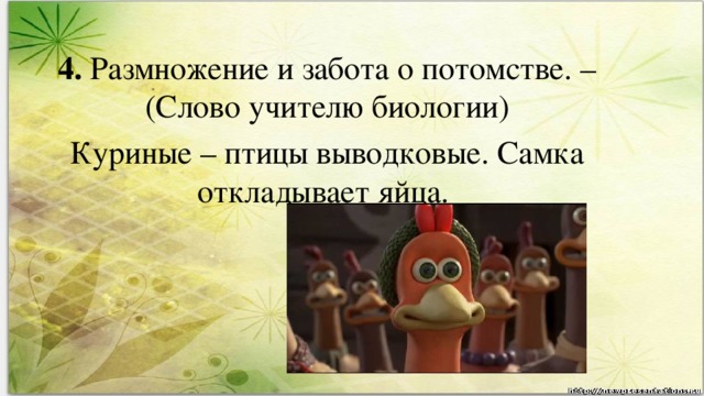 4. Размножение и забота о потомстве. –(Слово учителю биологии) Куриные – птицы выводковые. Самка откладывает яйца.