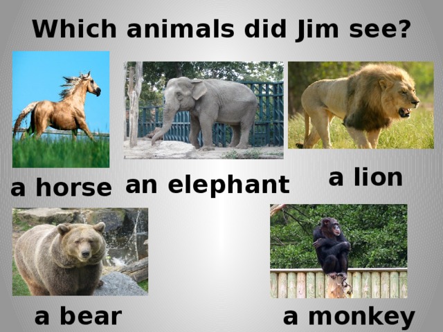 Which animals did Jim see? a lion an elephant a horse a bear a monkey