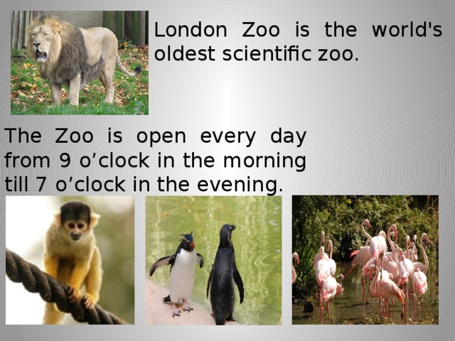 London Zoo is the world's oldest scientific zoo. The Zoo is open every day from 9 o’clock in the morning till 7 o’clock in the evening.
