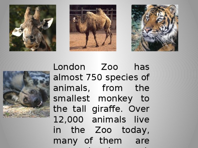 London Zoo has almost 750 species of animals, from the smallest monkey to the tall giraffe. Over 12,000 animals live in the Zoo today, many of them are rare and endangered.