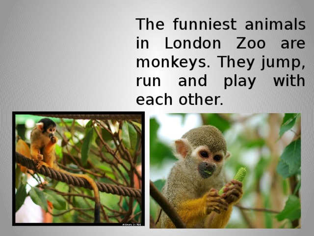 The funniest animals in London Zoo are monkeys. They jump, run and play with each other.