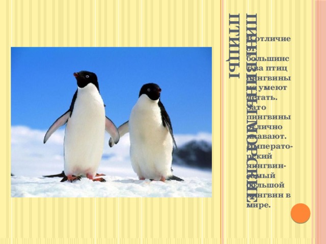 Пингвины морские птицы В отличие от большинст-ва птиц пингвины не умеют летать. Зато пингвины отлично плавают. Императо-рский пингвин- самый большой пингвин в мире.