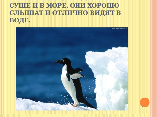 Пингвины могут жить и на суше и в море. Они хорошо слышат и отлично видят в воде.
