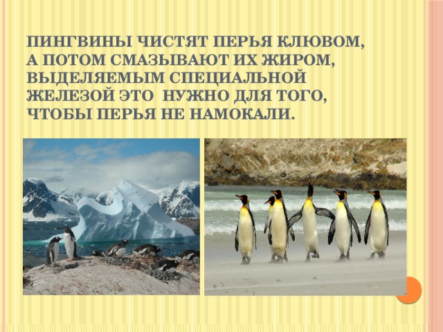 Пингвины чистят перья клювом, а потом смазывают их жиром, выделяемым специальной железой это нужно для того, чтобы перья не намокали.
