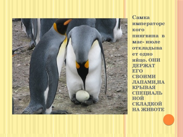 Самка императорского пингвина в мае- июле откладывает одно яйцо. ОНИ ДЕРЖАТ ЕГО СВОИМИ ЛАПАМИ,НАКРЫВАЯ СПЕЦИАЛЬНОЙ СКЛАДКОЙ НА ЖИВОТЕ