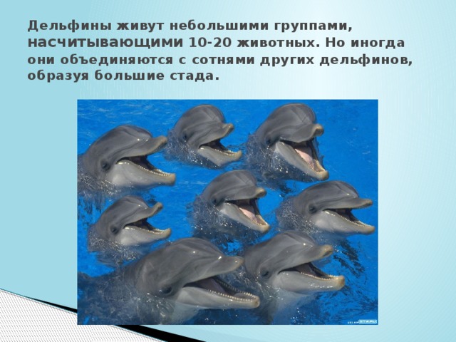 Дельфины живут небольшими группами, насчитывающими 10-20 животных. Но иногда они объединяются с сотнями других дельфинов, образуя большие стада.