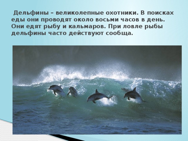 Дельфины – великолепные охотники. В поисках еды они проводят около восьми часов в день. Они едят рыбу и кальмаров. При ловле рыбы дельфины часто действуют сообща.