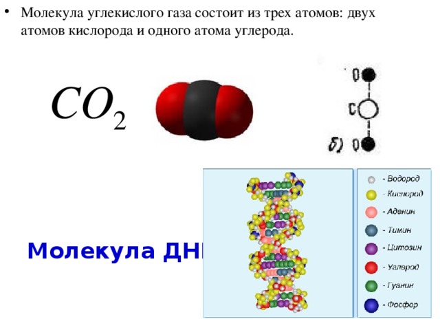 Молекула углекислого газа состоит из трех атомов: двух атомов кислорода и одного атома углерода.