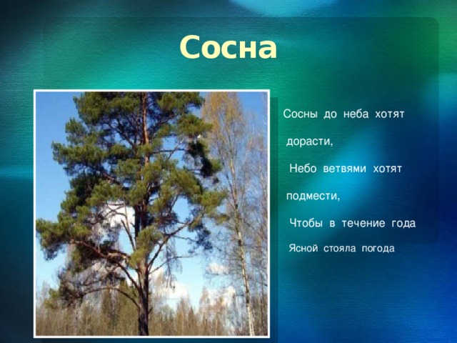 Сосна Сосны до неба хотят  дорасти,  Небо ветвями хотят  подмести,  Чтобы в течение года  Ясной стояла погода  .