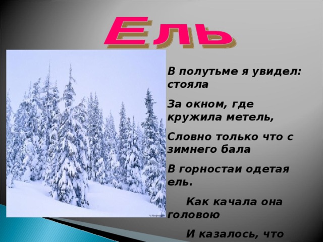 В полутьме я увидел: стояла За окном, где кружила метель, Словно только что с зимнего бала В горностаи одетая ель.  Как качала она головою  И казалось, что знает сама,  Как ей платье идёт меховое,  Как она высока и стройна.