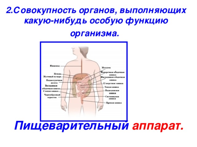 2.Совокупность органов, выполняющих какую-нибудь особую функцию организма.  Пищеварительный аппарат.