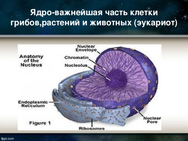 Ядро-важнейшая часть клетки грибов,растений и животных (эукариот)