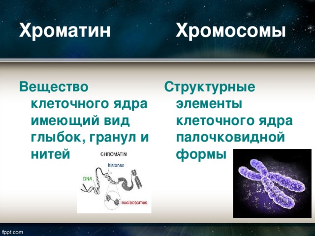 Хроматин Хромосомы Вещество клеточного ядра имеющий вид глыбок, гранул и нитей Структурные элементы клеточного ядра палочковидной формы