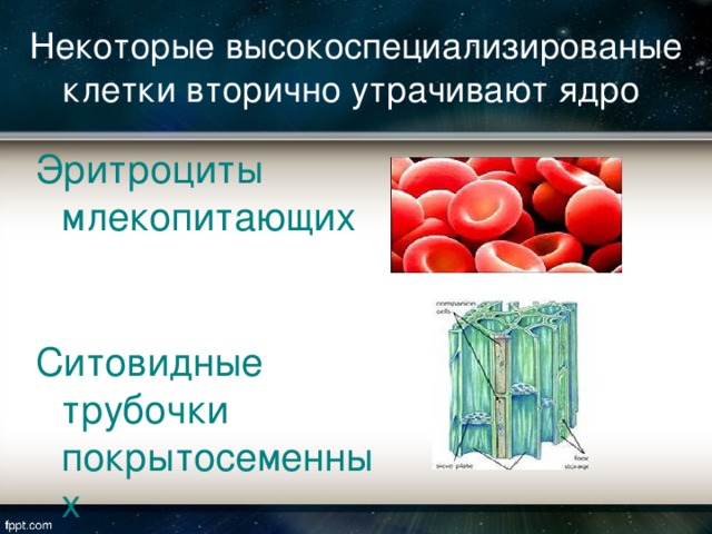 Некоторые высокоспециализированые клетки вторично утрачивают ядро Эритроциты млекопитающих  Ситовидные трубочки покрытосеменных