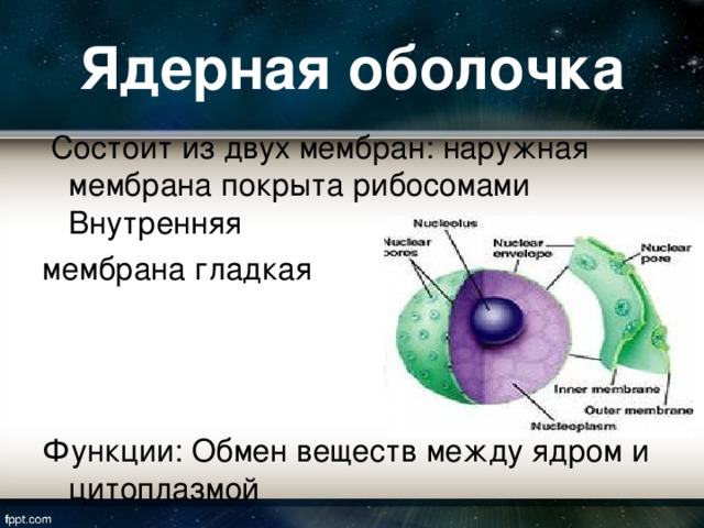 Ядерная оболочка  Состоит из двух мембран: наружная мембрана покрыта рибосомами Внутренняя мембрана гладкая Функции: Обмен веществ между ядром и цитоплазмой