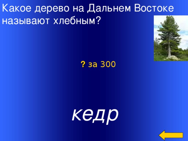 Какое дерево на Дальнем Востоке называют хлебным? ? за 300  кедр Welcome to Power Jeopardy   © Don Link, Indian Creek School, 2004 You can easily customize this template to create your own Jeopardy game. Simply follow the step-by-step instructions that appear on Slides 1-3. 2